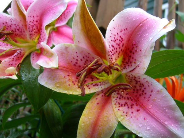 Pink Lilies