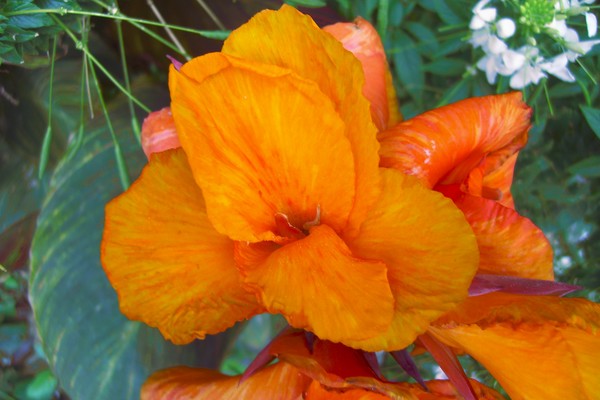 Orange Flower