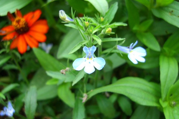 Butterfly? Flower