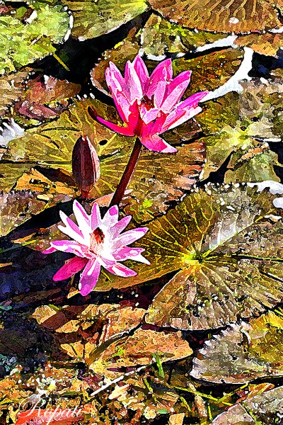 Early Afternoon on the Pond