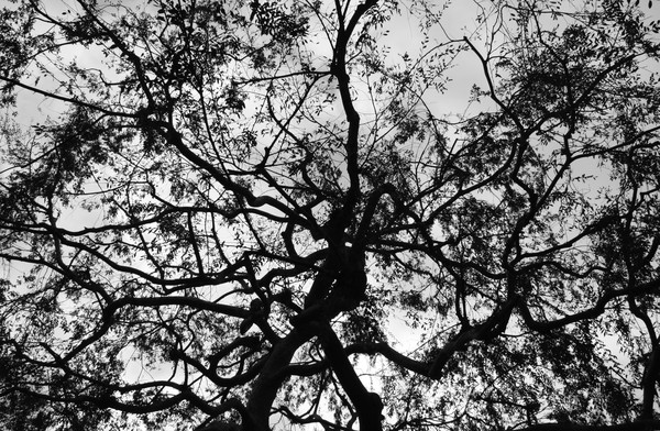 Mystical Tree
