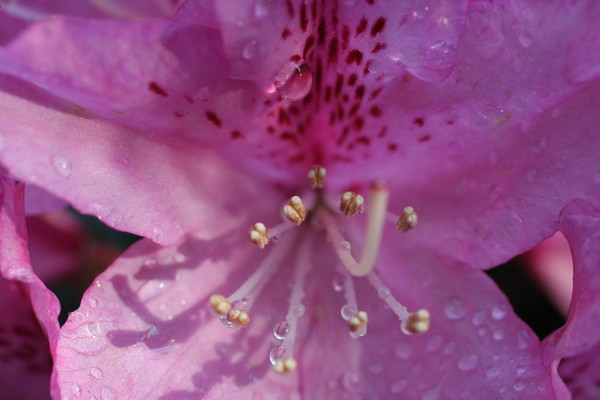 Pink flowers with morning dew