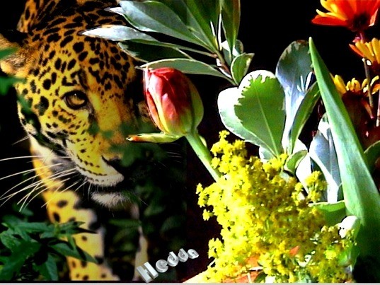Wildlife softy