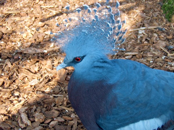 Victoria crowned pigeon