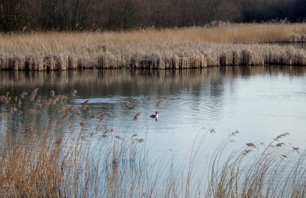 Grebe