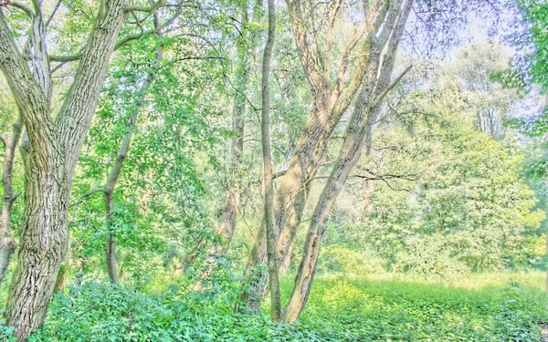 Trees
