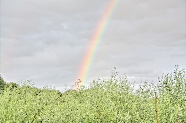 Rainbow #3