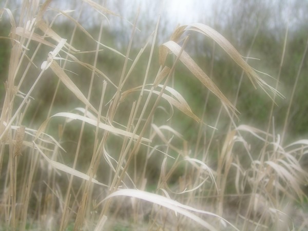 Gentle Breeze