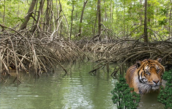 1127-Mangrove Jungle Tiger