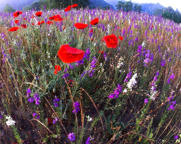 Patriotic Poppies