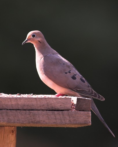 Dove