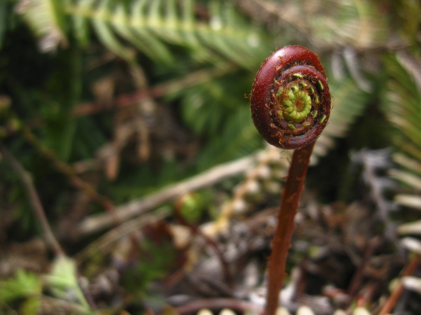 Fiddlehead