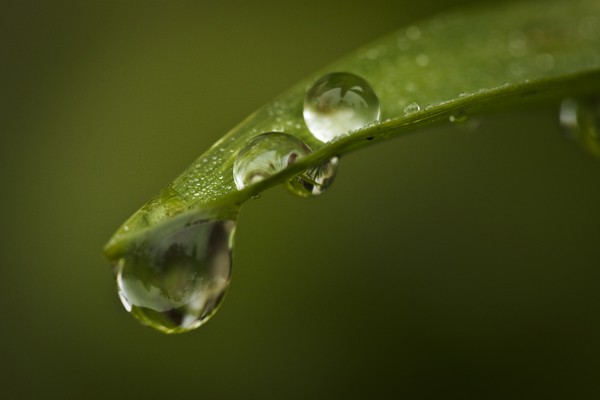water drops on leaf