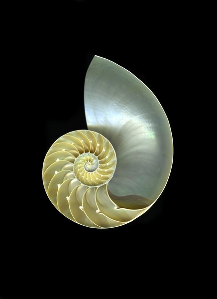 Nautilus