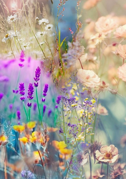 Floresco