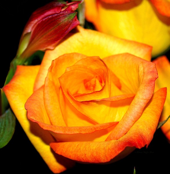 A Rose is a Rose