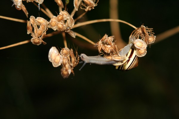 Upside Down Snail