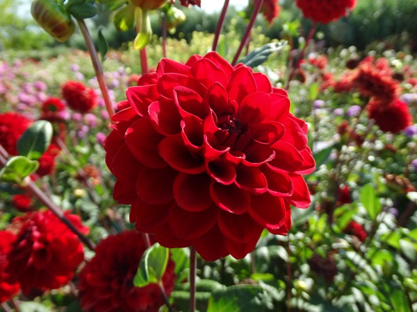 red red red