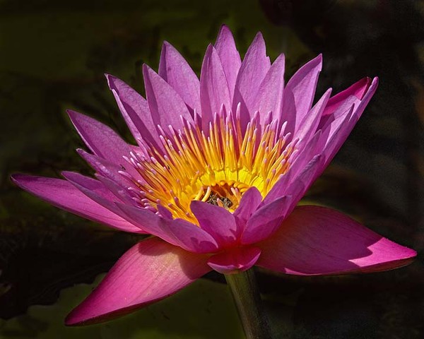 Water Lily