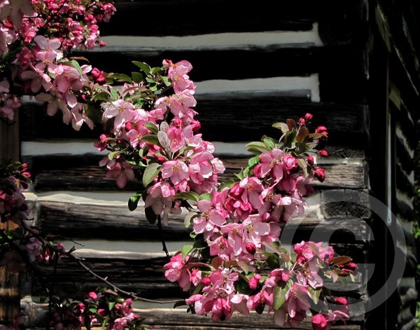 log cabin blossoms