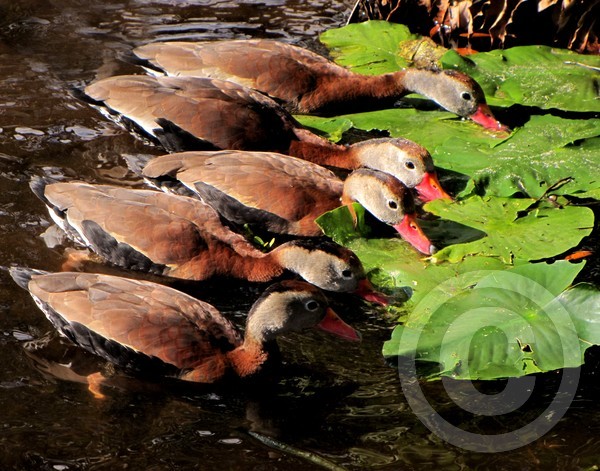 Whistling ducks at nature's salad bar!