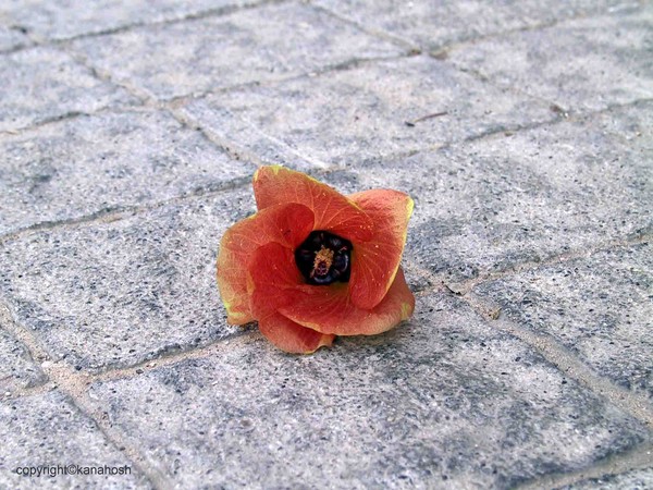 Red Flower