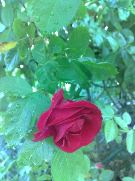 The Sad Rose