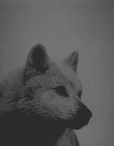 A Wolfie