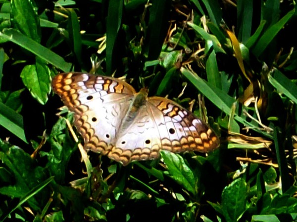 butterfly