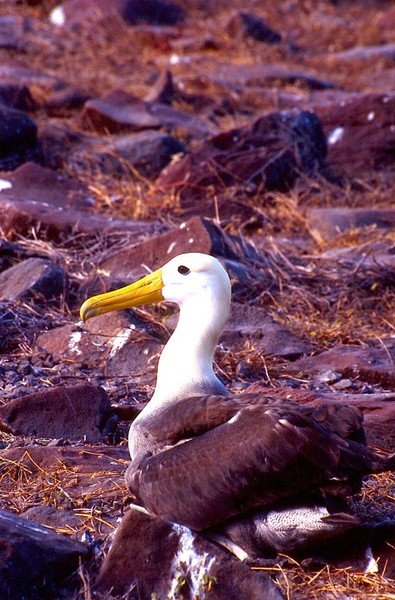 Albatross