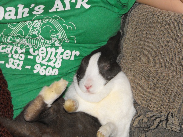 Being a rabbit sure is hard work