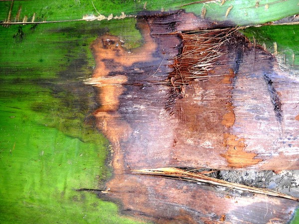 Affect on Greenery