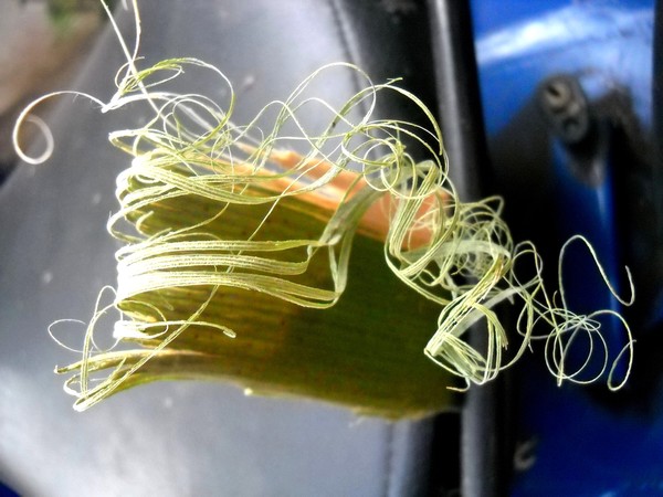 Curly-Fibers of palm bark