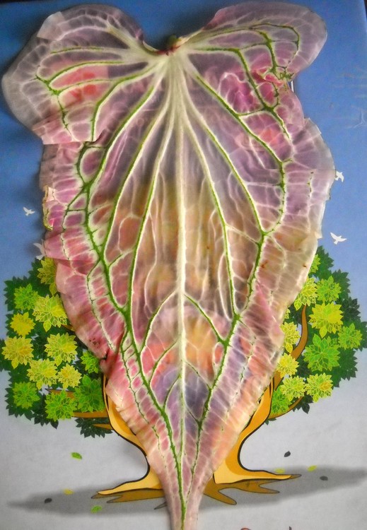 Natural Art on Leaf