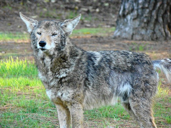 Cayote