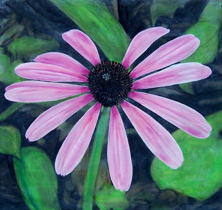 Encinecia Bloom