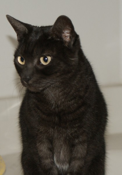 Rajah