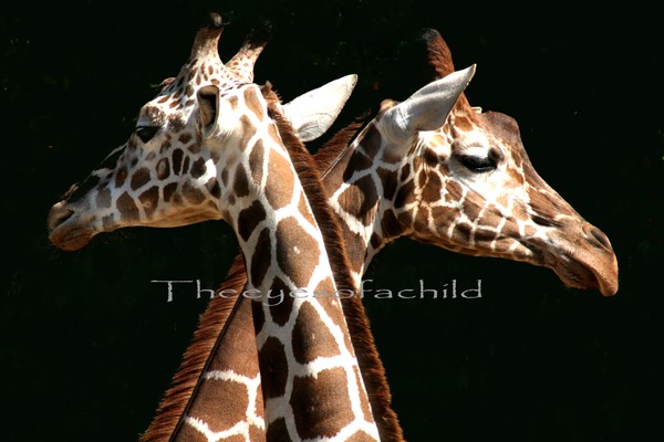Giraffes - Photo by 9 year old boy