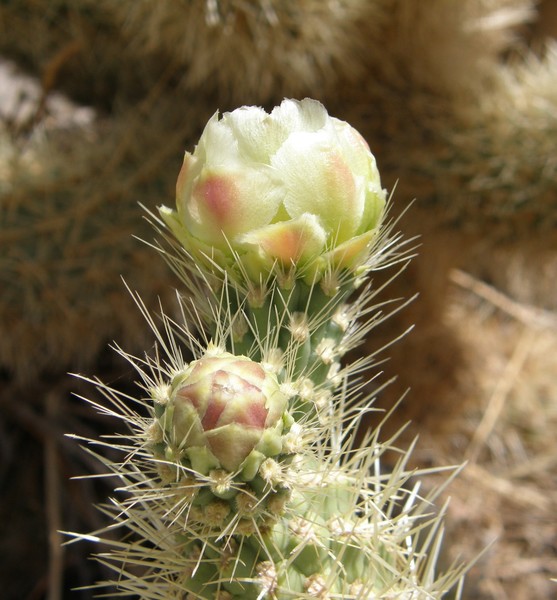 Cactus Flower