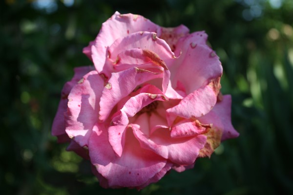 Roses
