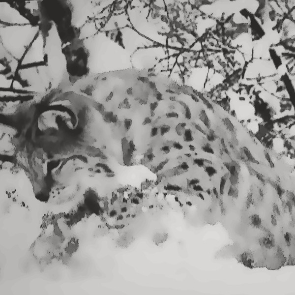 lince