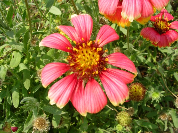 Sunburst