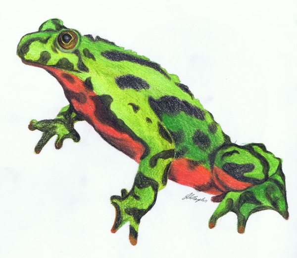 Fire-bellied toad