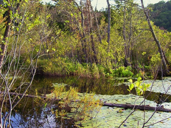 more wetlands