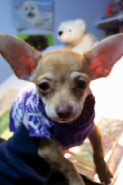 Tanner,my new 3month old teacup Chuhuahua
