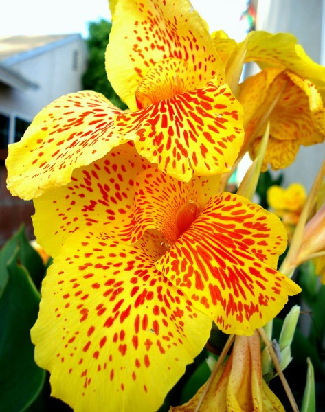 flower of the day2