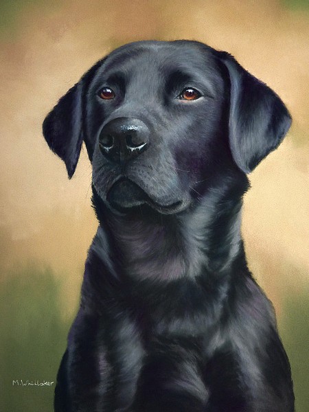 Black Labrador Portrait