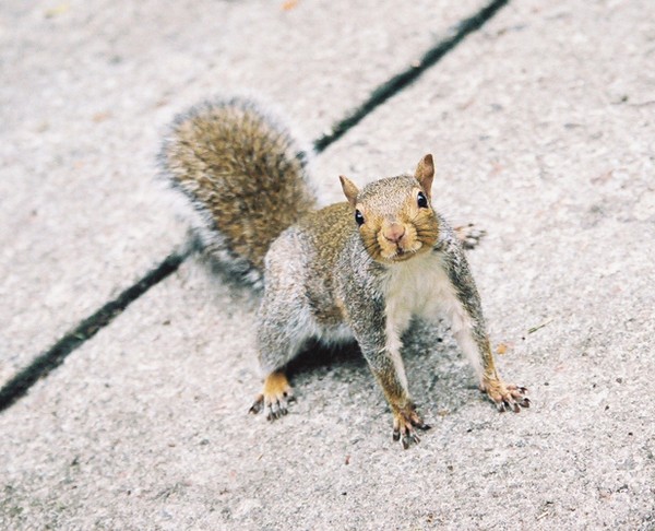 Squirrel