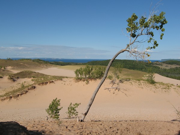 Sleeping Bear Tree