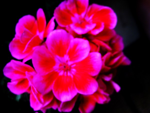 blend